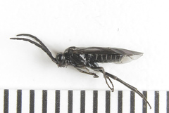 Empria liturata
