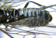Empria liturata