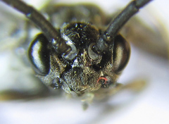 Empria liturata