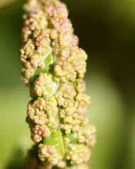 Anthocoptini