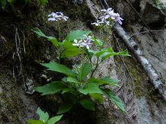 Cardamine constancei