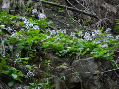 Cardamine constancei