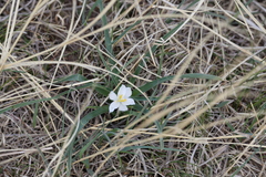 Leucocrinum montanum