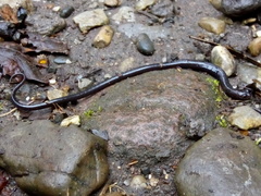 Pseudoeurycea lineola