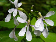 Cardamine constancei