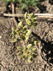 Lomatium foeniculaceum