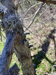 Pseudevernia consocians