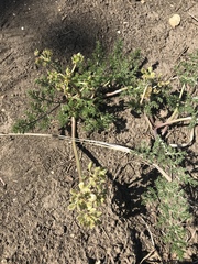 Lomatium foeniculaceum