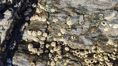 Chthamalus dentatus
