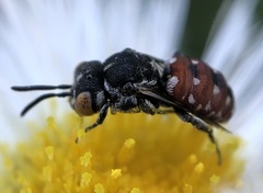 Holcopasites calliopsidis