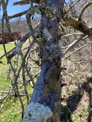 Pseudevernia consocians