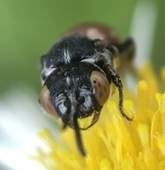 Holcopasites calliopsidis