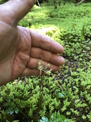 Coptis aspleniifolia