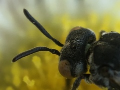 Holcopasites calliopsidis