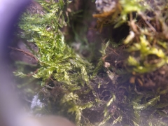 Plagiothecium piliferum