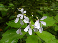 Cardamine constancei