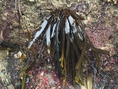 Stephanocystis