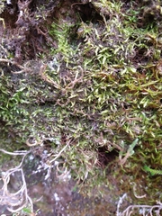 Plagiothecium piliferum