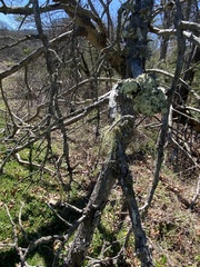 Pseudevernia consocians