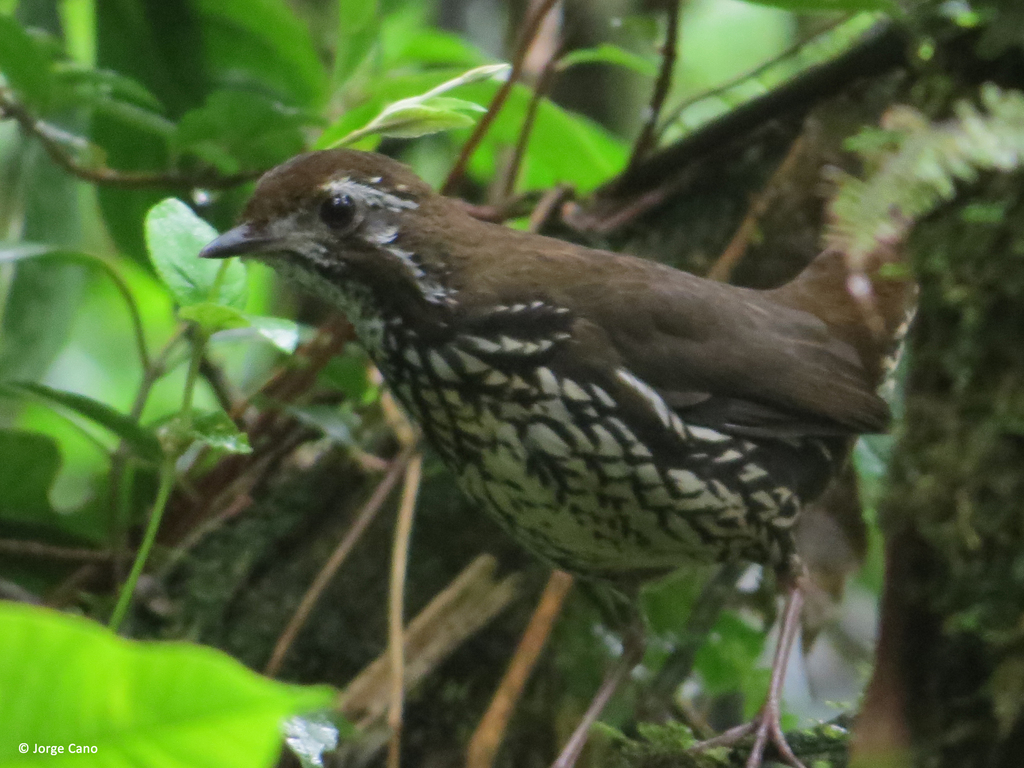 Schwartz's Antthrush photo