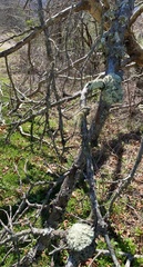 Pseudevernia consocians