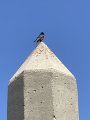 Hirundo rustica