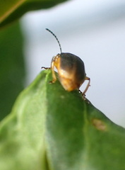 Galerucella nymphaeae