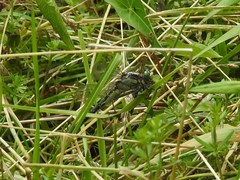 Gomphurus fraternus