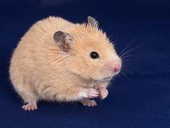 Mesocricetus auratus