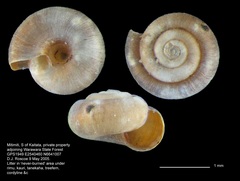 Allodiscus urquharti image