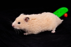 Mesocricetus auratus