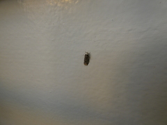 Endrosis sarcitrella