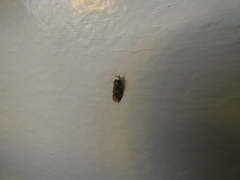 Endrosis sarcitrella