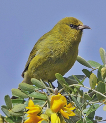 Chlorodrepanis virens wilsoni
