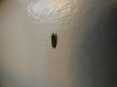 Endrosis sarcitrella