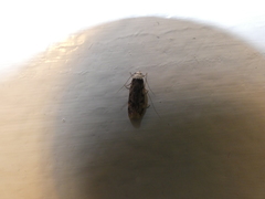 Endrosis sarcitrella