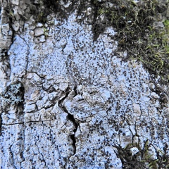 Lecanora glabrata