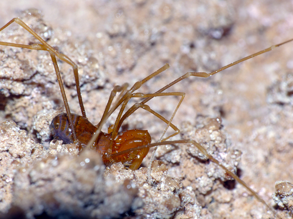 Hickmanoxyomma