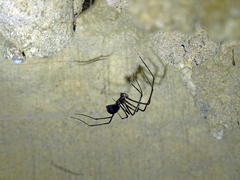 Hickmania troglodytes