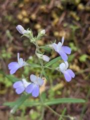 Collinsia linearis
