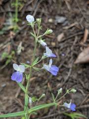 Collinsia linearis