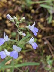 Collinsia linearis