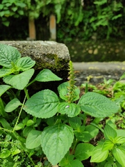 Coleus monostachyus