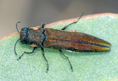 Agrilus hypoleucus
