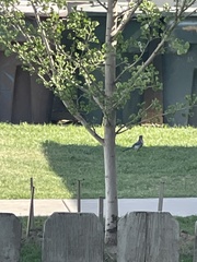 Aphelocoma californica