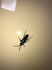 Megacyllene chalybeata