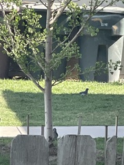 Aphelocoma californica