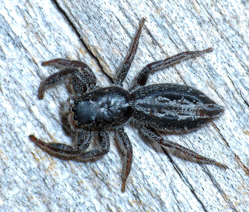 Black-headed jumping spider » Manaaki Whenua