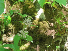 Asclepias quadrifolia