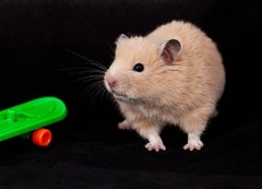 Mesocricetus auratus